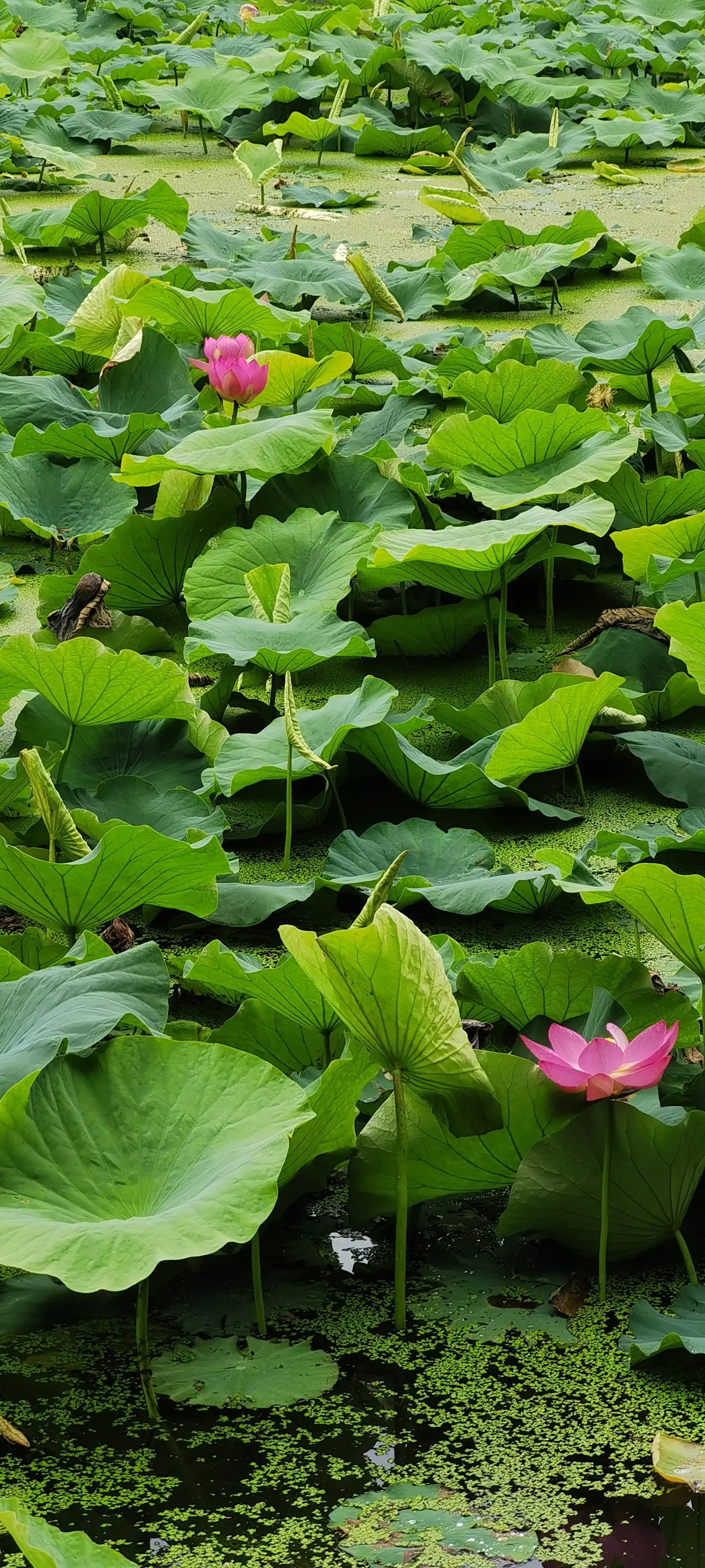 昆明翠湖，“荷”你有约