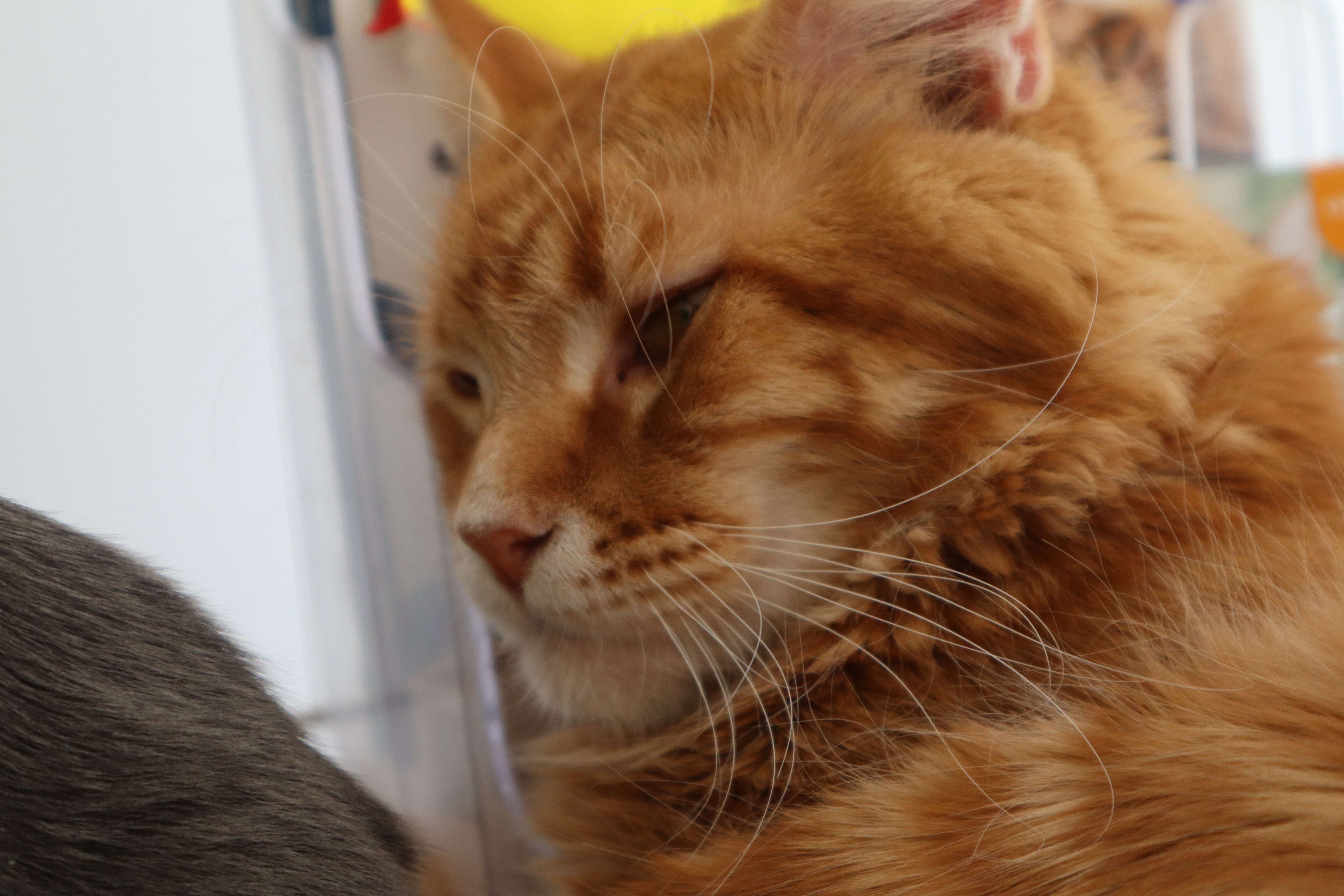 养田园猫咪的注意事项,田园猫笼养适合吗