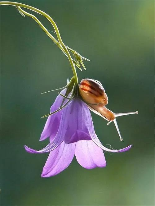 蜗牛高清壁纸4k全屏,蜗牛唯美动画壁纸