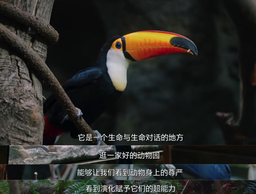 凌晨两点开始排队，年轻人怎么爱上了动物园？