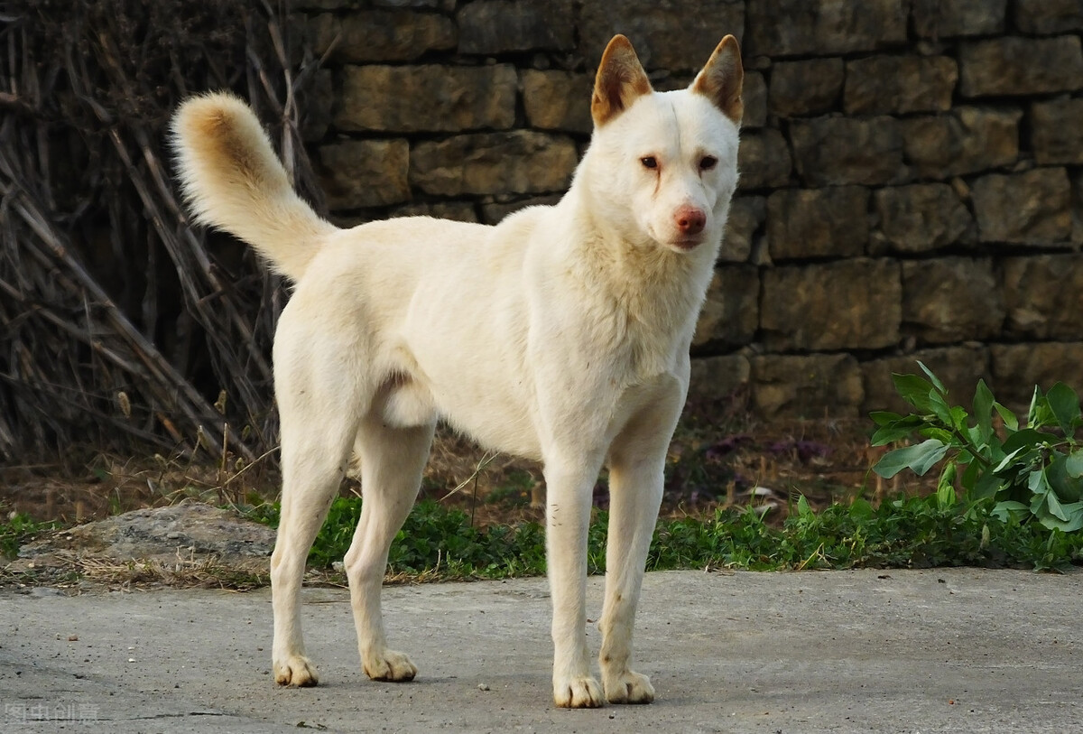 世界上最聪明的狗前10排行榜,世界上最聪明的狗是哪个狗