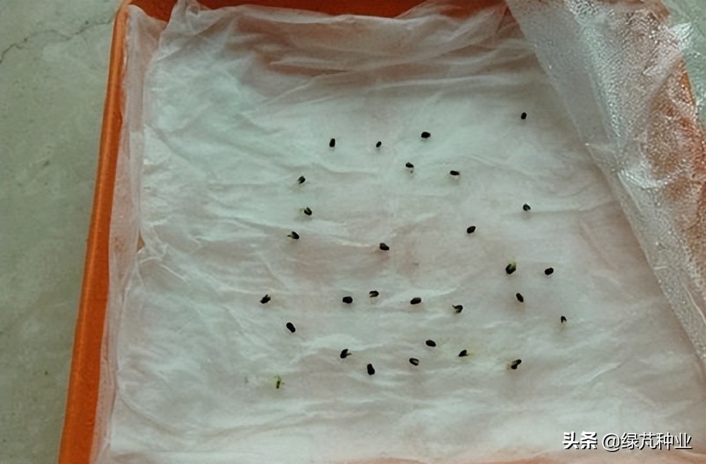 柠檬薄荷种子催芽,薄荷需要先催芽嘛