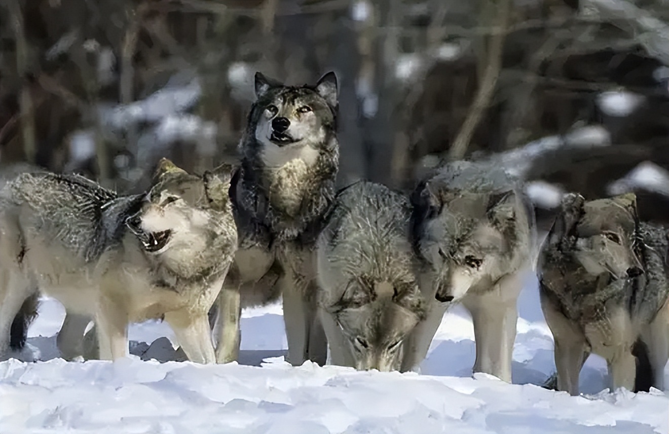 成都画家在草原写生收养狼的故事,成都女青年画家意外收养一只幼狼