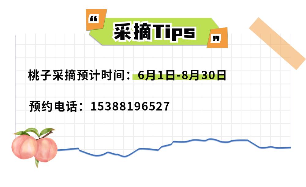 摘蓝莓桃子,摘蓝莓草莓樱桃桃子