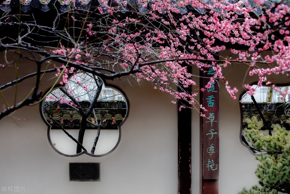 南京赏梅最全攻略,南京赏梅花的最佳地方