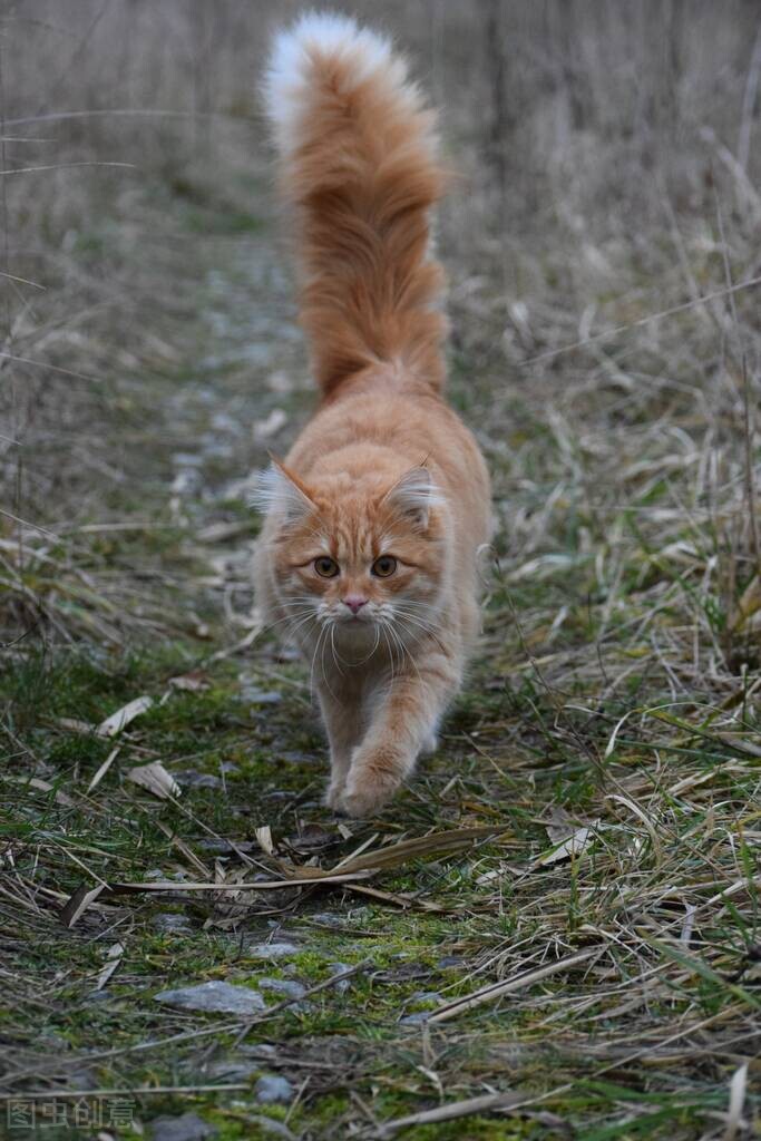 宠物医生，猫咪右手臂骨折，伤口化脓发炎怎么办？