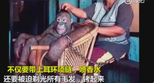 红毛猩猩被囚六年，培养成泄欲工具，身上溃烂也得接客