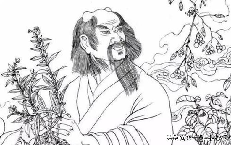 茶叶介绍普洱茶,茶叶介绍