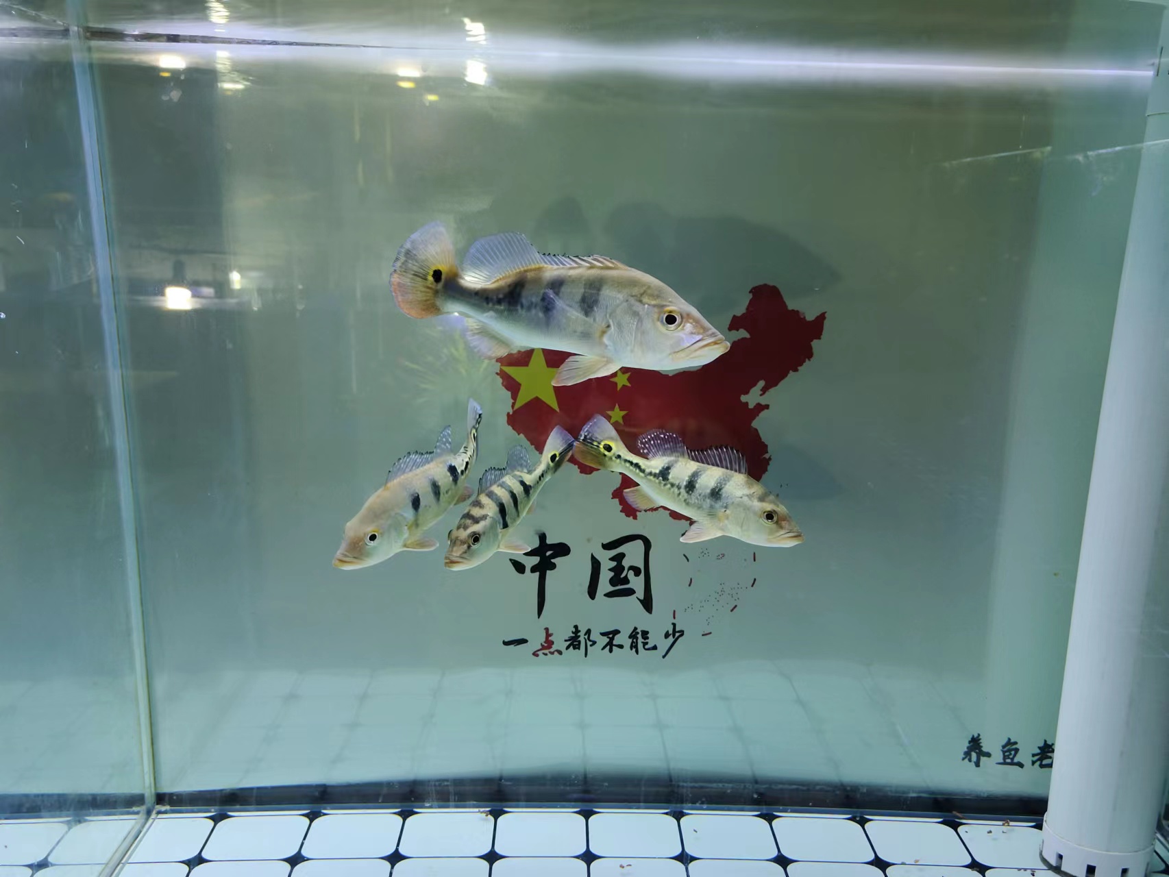 鱼缸里粪便过滤不干净怎么办,下过滤鱼缸粪便漂浮物如何处理