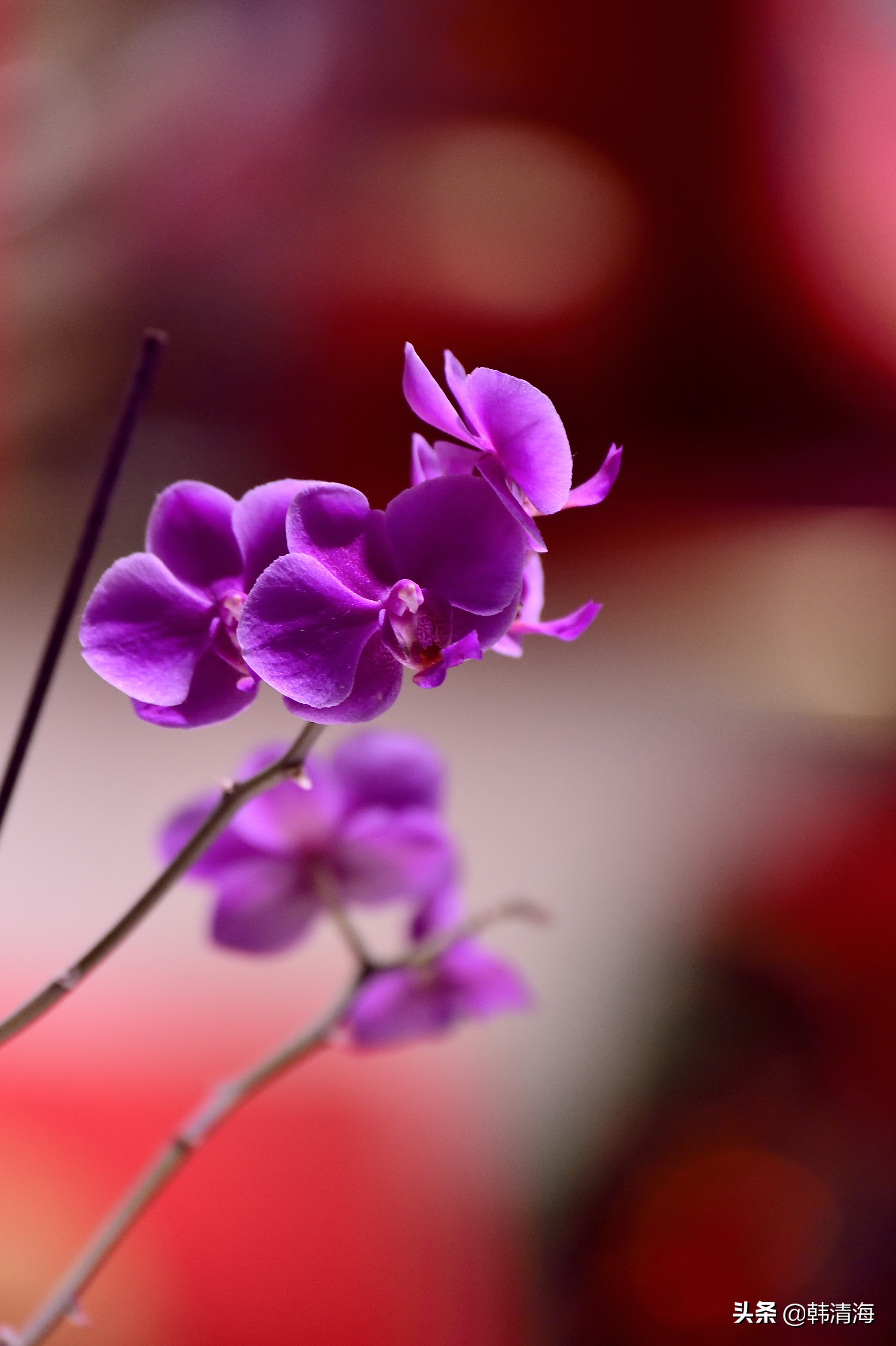 花香满屋真假自辩