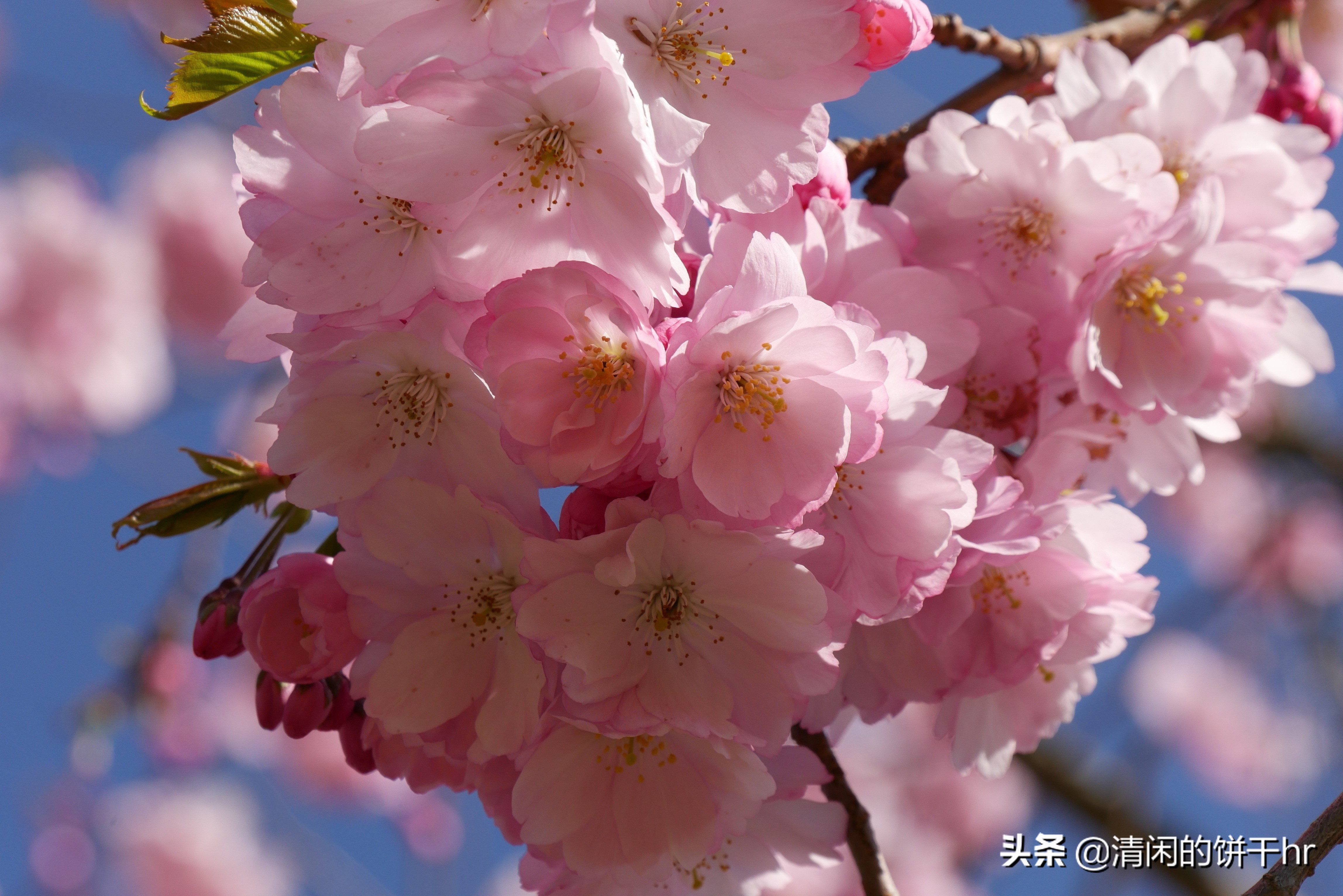 淡雅书香梅花唯美图片,淡雅梅花花卉图片