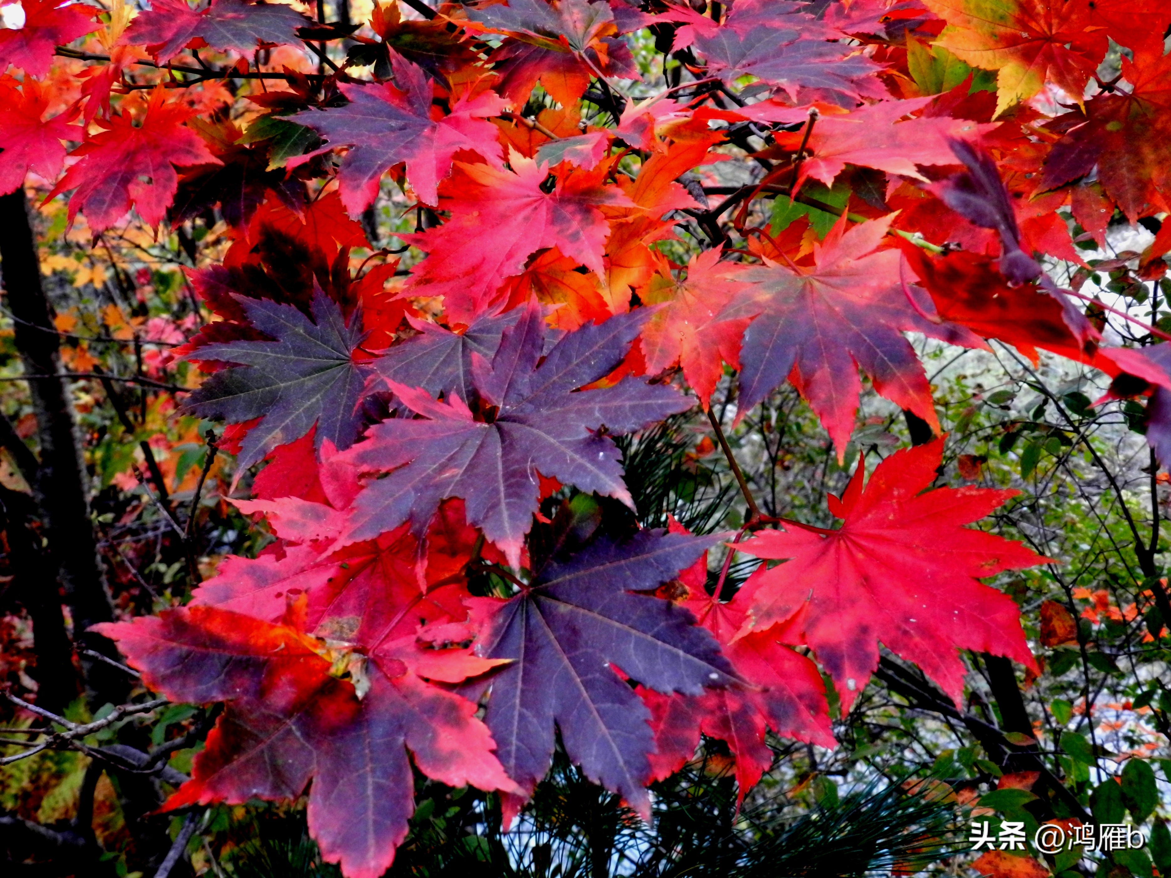 本溪温泉汤沟门票价格,本溪花溪沐枫雪温泉小镇