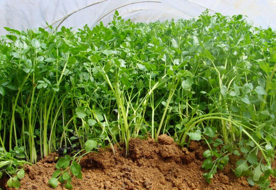 女性注意了这里越黑湿气越重