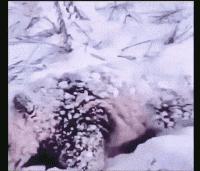 爆笑的动图,爆笑动图大集锦