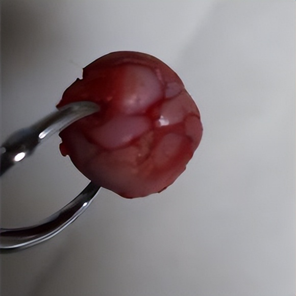 狗狗突然不敢走路怎么回事,小狗经常跑关节会出现问题吗