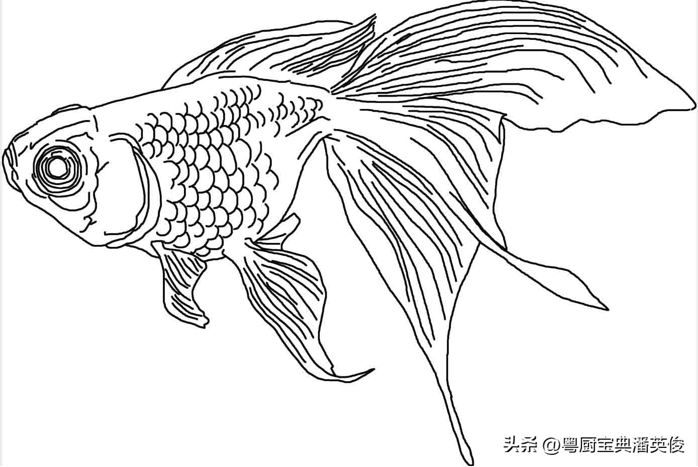 鲫鱼品种大全及喜欢吃什么,鲤鱼鲫鱼淡水鱼品种