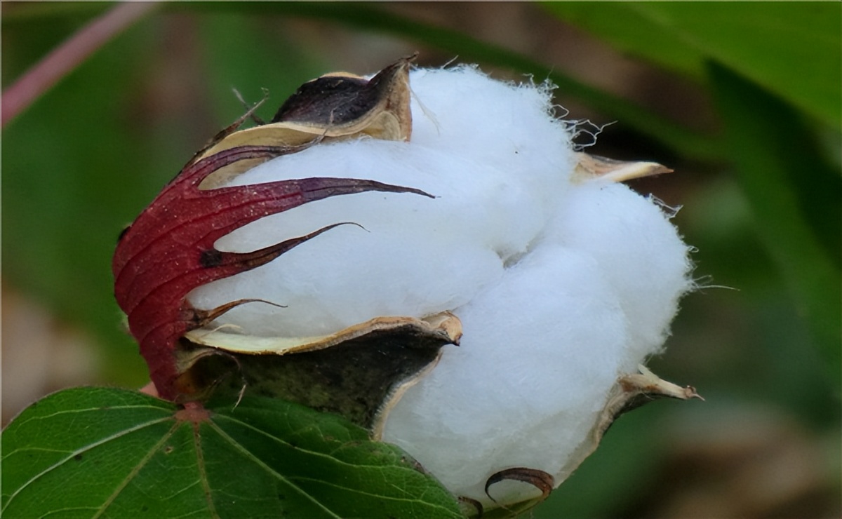 棉花期货基础知识,棉花期货的交易技巧