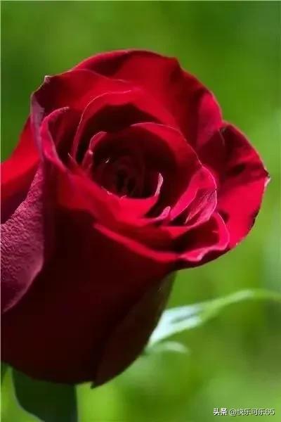 玫瑰花真的有那么多颜色吗,玫瑰花各种各样的颜色