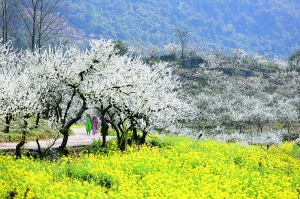 花开贵阳景如画,贵阳漫山遍野都是花的地方