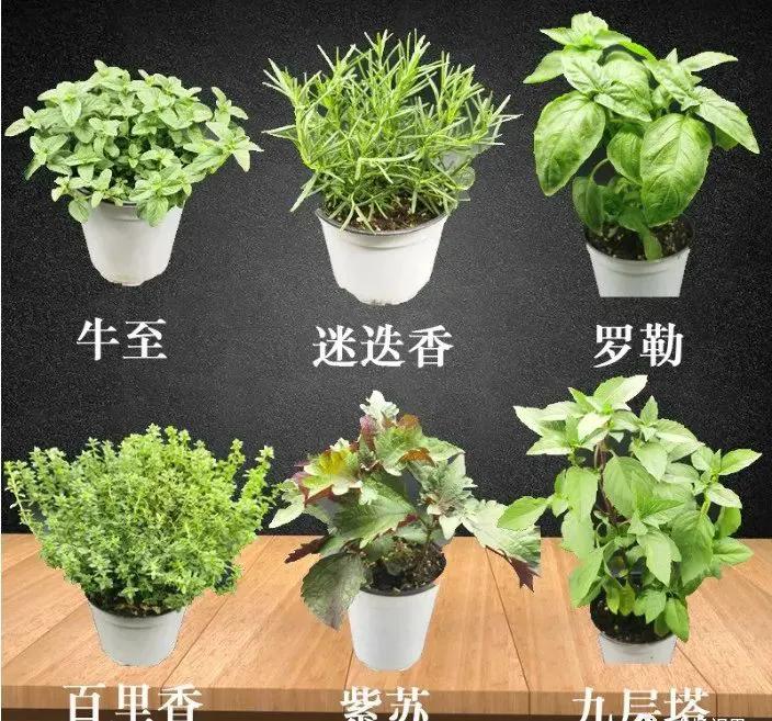 农村轻资产创业项目,哪些创业项目可以轻资产运作