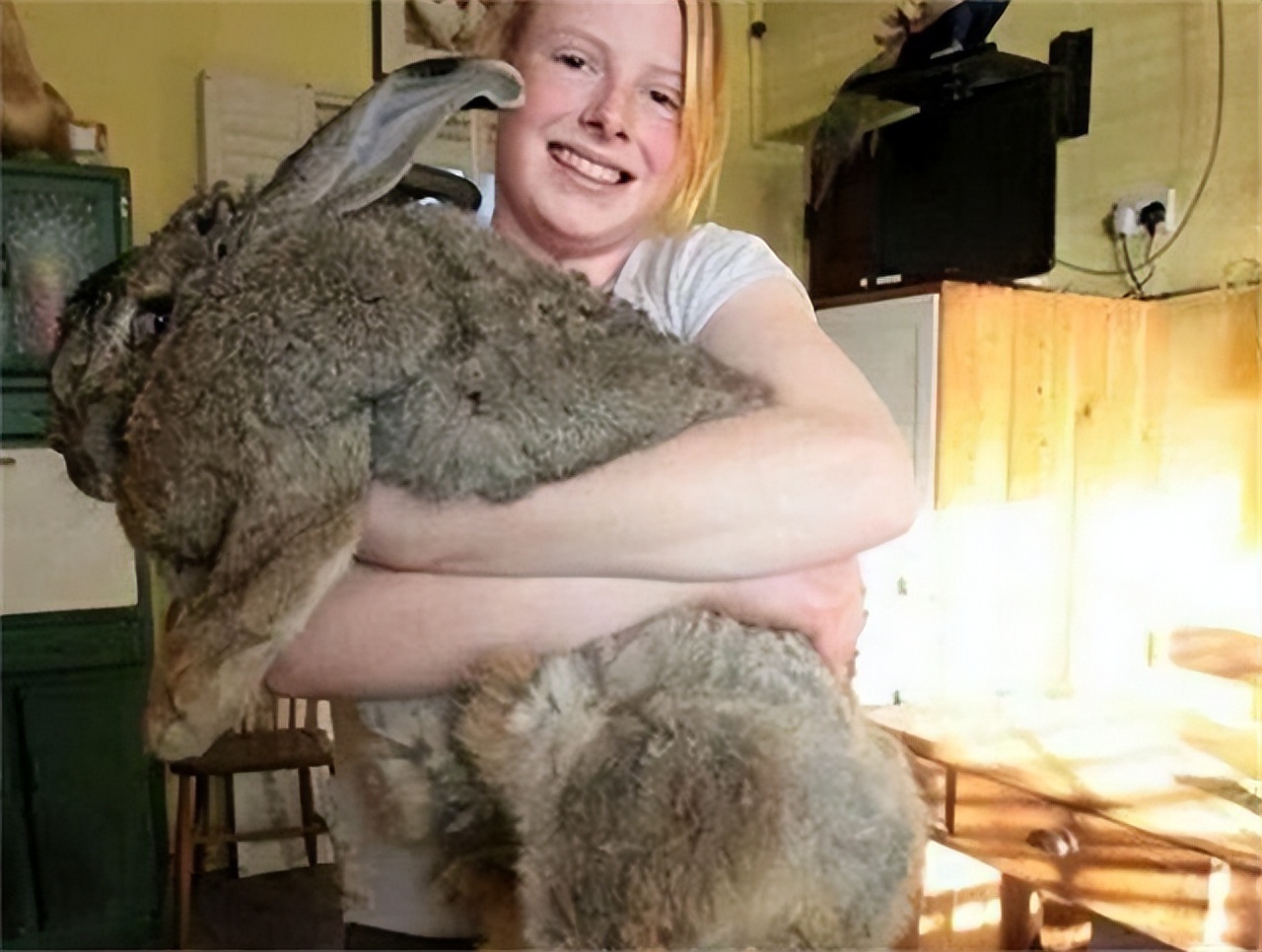 澳大利亚野兔泛滥成灾体重近百斤,澳大利亚野兔成灾野兔上百斤