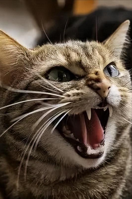再恼火也别“打猫咪”,这些后果你难以承受