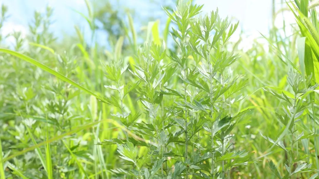 温经散寒的中药材,祛风除湿温经止痛中药