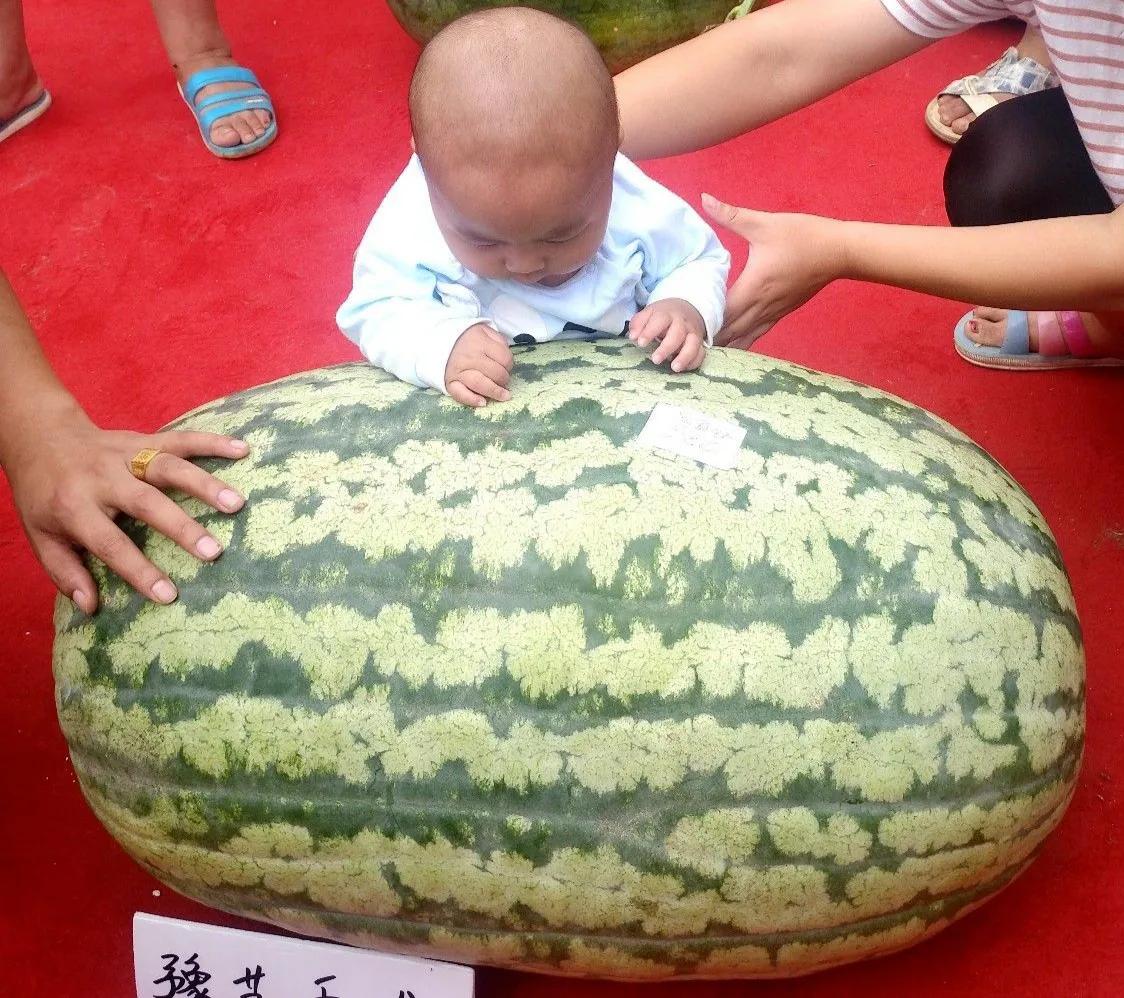 中国八个西瓜之乡,中国十大西瓜之乡名单