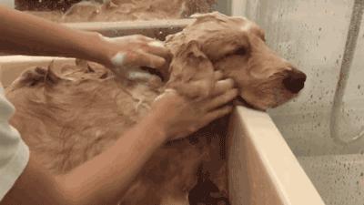 如何挑小狗不会挑到病狗,狗市挑狗的注意事项