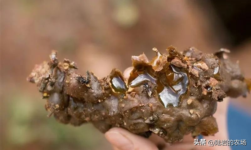 盘点市面五种常见蜂巢