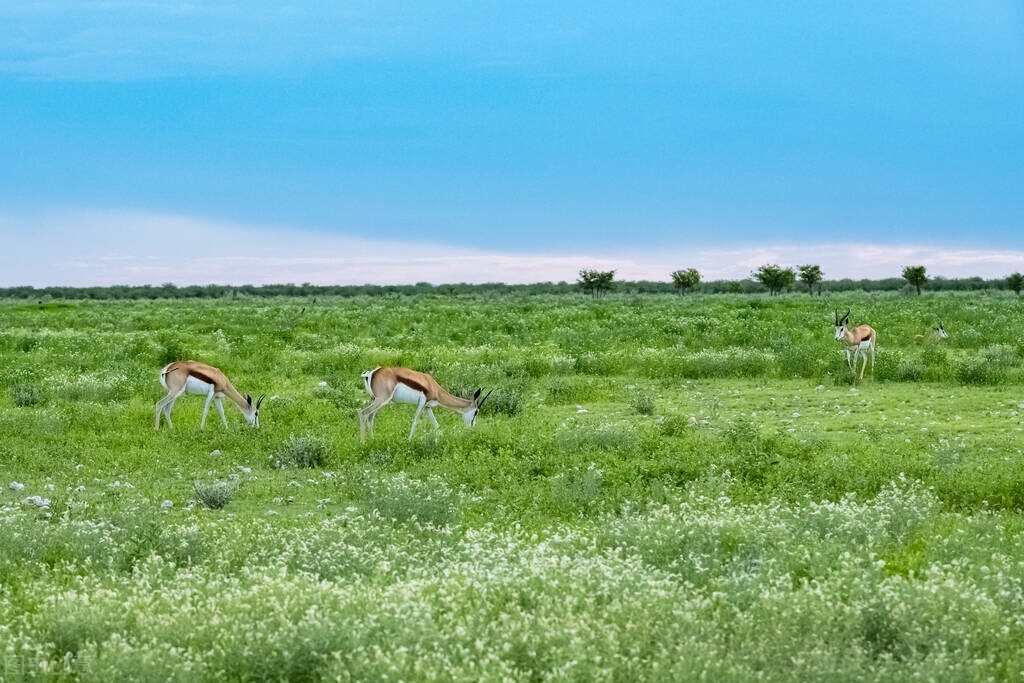 怎么评价非洲人？