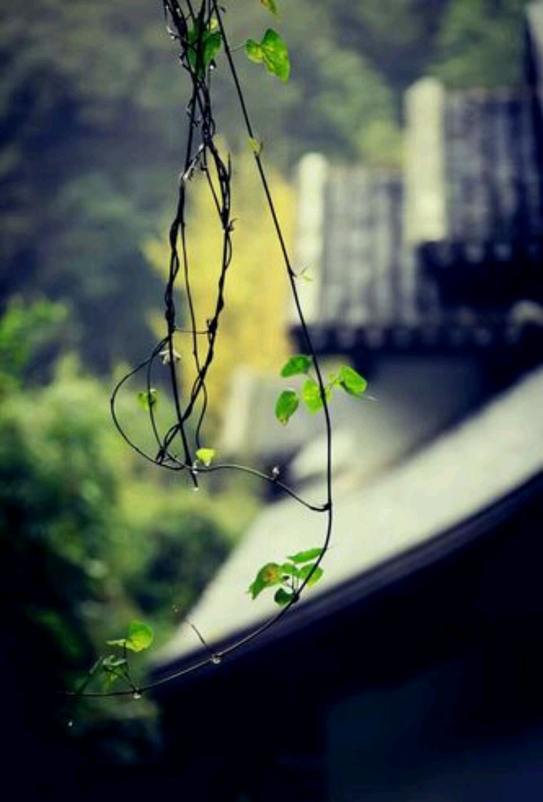 关于抒写春天的散文,散文欣赏关于春天的