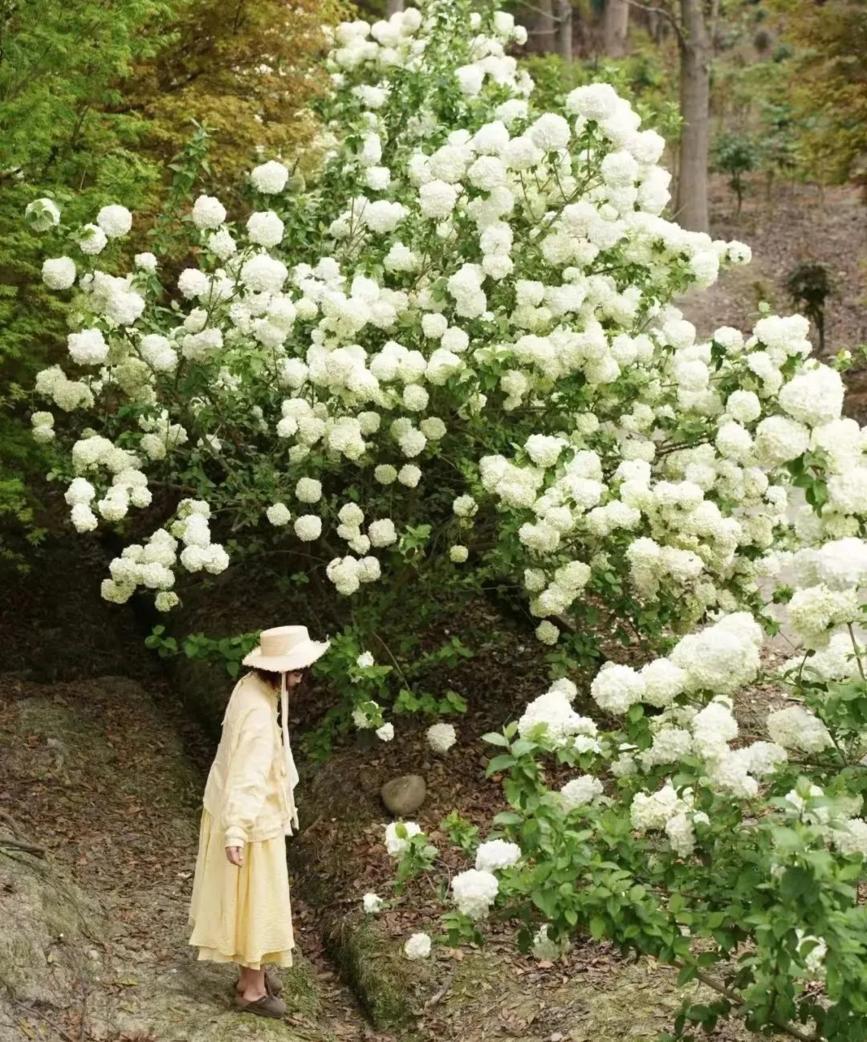 赏花黄花风铃木成都,成都绣球花打卡地