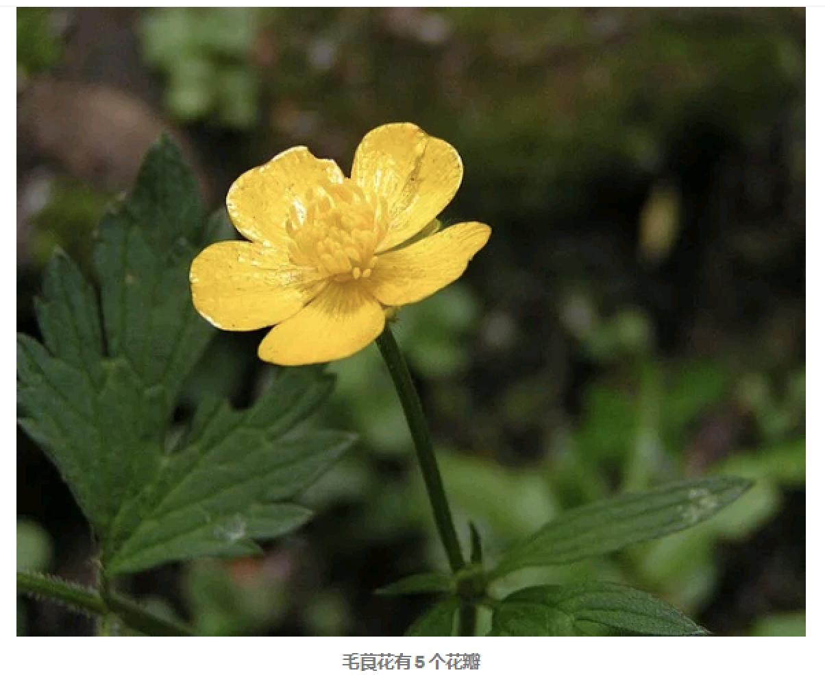 斐波那契数列秒杀高中数学,高考数学斐波那契数列规律