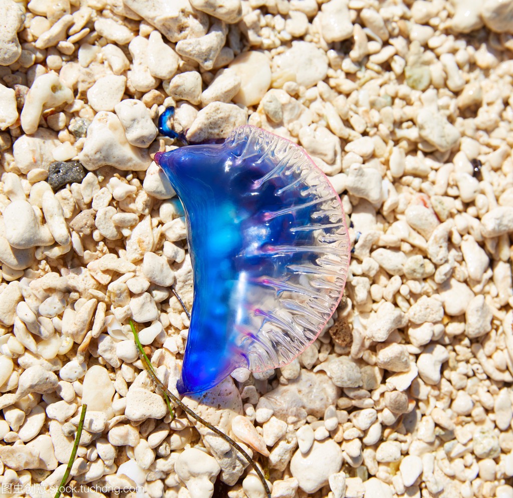 世界上最具致命毒性的动物,世界上最恐怖的10种有毒动物