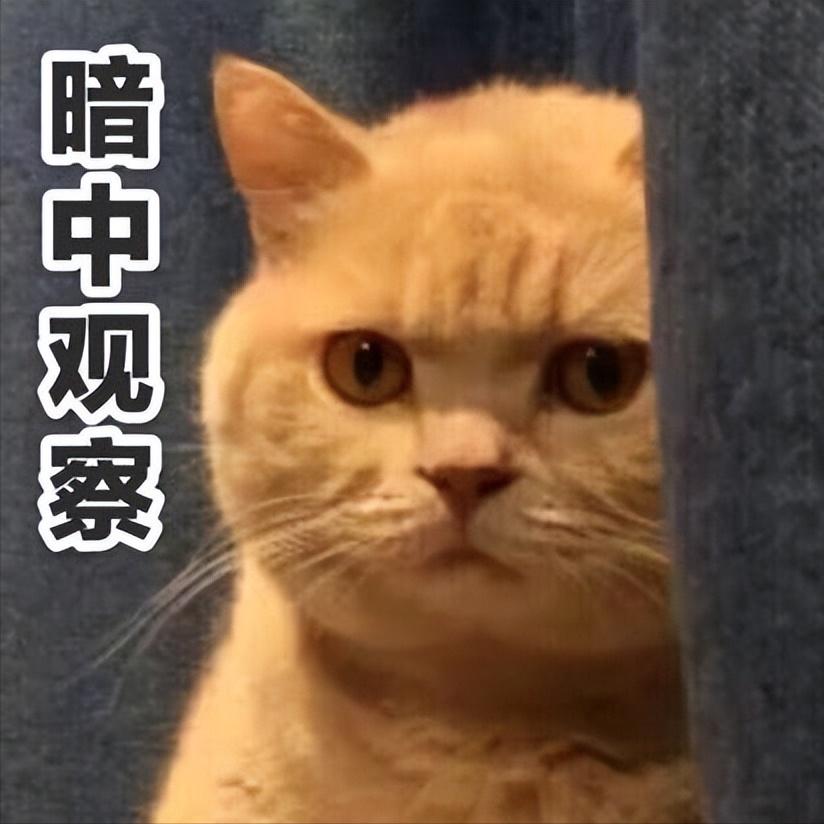 为什么猫咪爱吃电线,猫咪爱咬人手怎么办特别狠