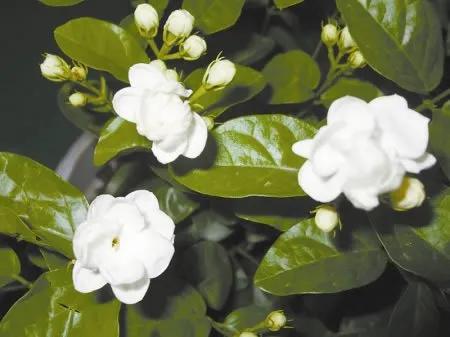 茉莉花开花时间,茉莉花开大结局