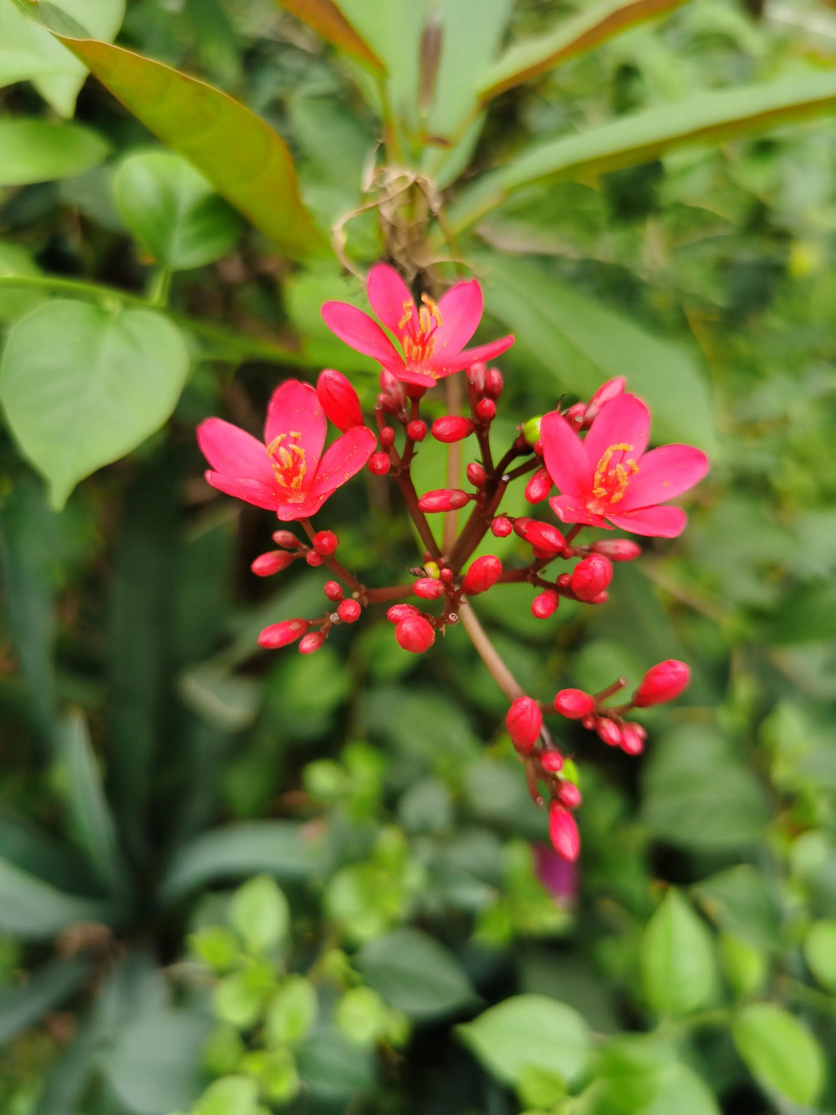 赏花旅游种什么花,春季去公园踏青上百种花让人眼花