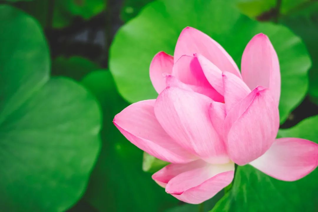 夏天荷花诗句经典名句,夏日荷花唯美诗句