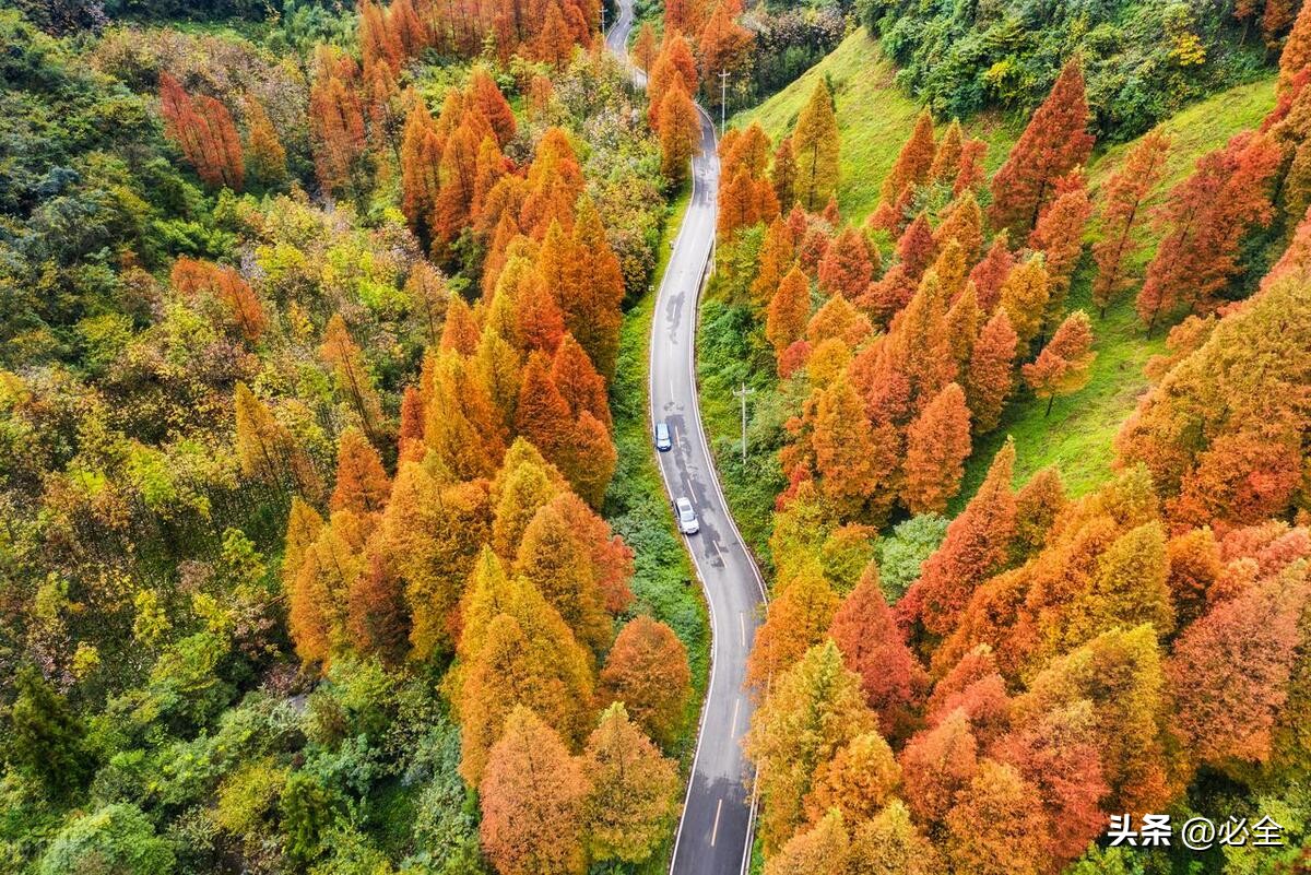 最新林木良种名单图片,林木良种国家认定