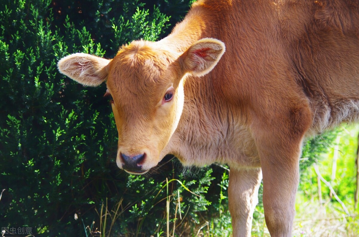 牛价行情牛肉,牛价格养牛最新行情