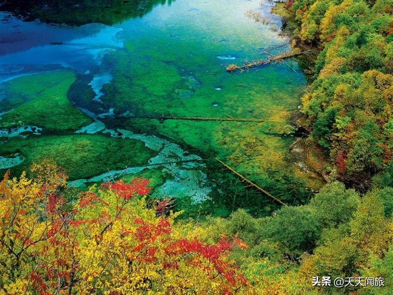 九寨归来不看水四川行,九寨归来不看水峨眉归来不看山