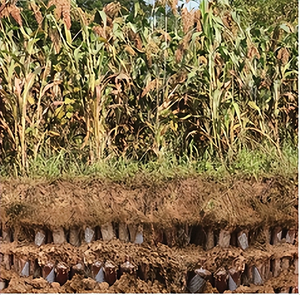 97香港回归纪念版赖茅市场价,赖茅97香港回归特制酒为什么便宜