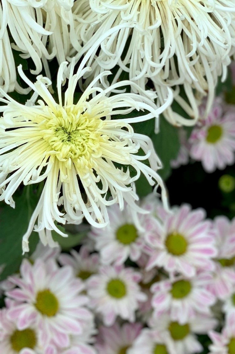 东湖公园赏菊花,深圳市东湖公园一年一季的菊花展