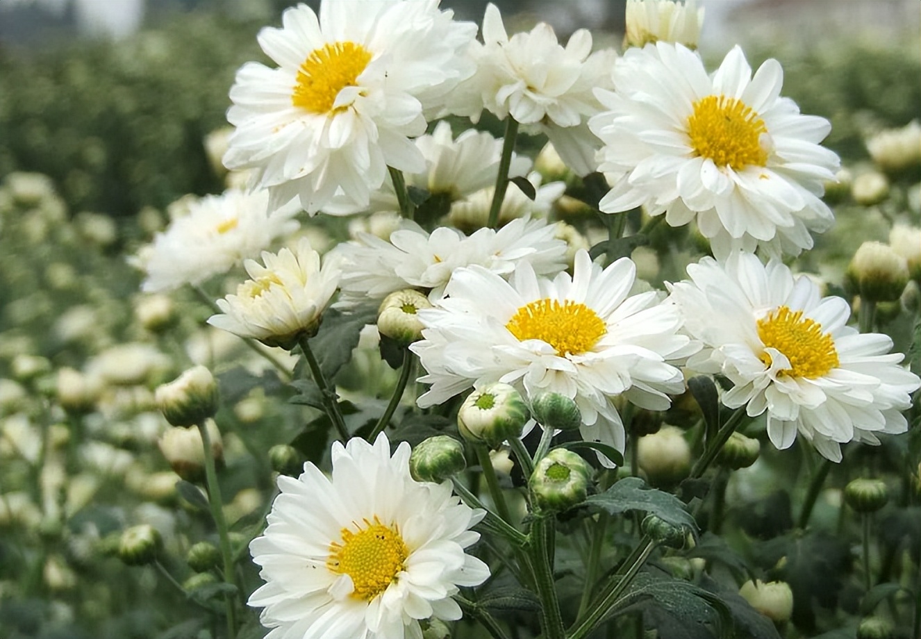 小暑解暑茶,夏日消暑菊花茶