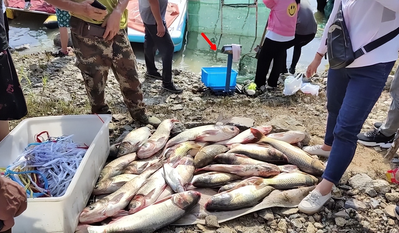 嶂山闸关闸大鱼搁浅，引发“万人捕鱼盛会”，捞条青鱼可卖260元