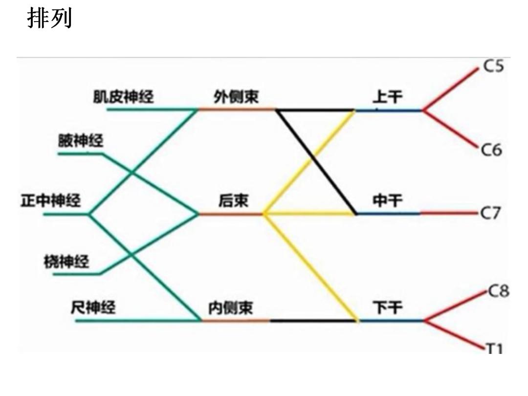 超声引导下臂丛神经阻滞,PPT课件