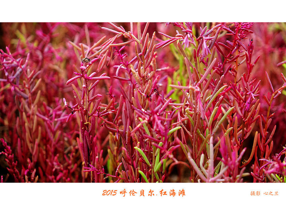 辽宁盘锦红海滩免费旅游攻略,内蒙古足迹旅行