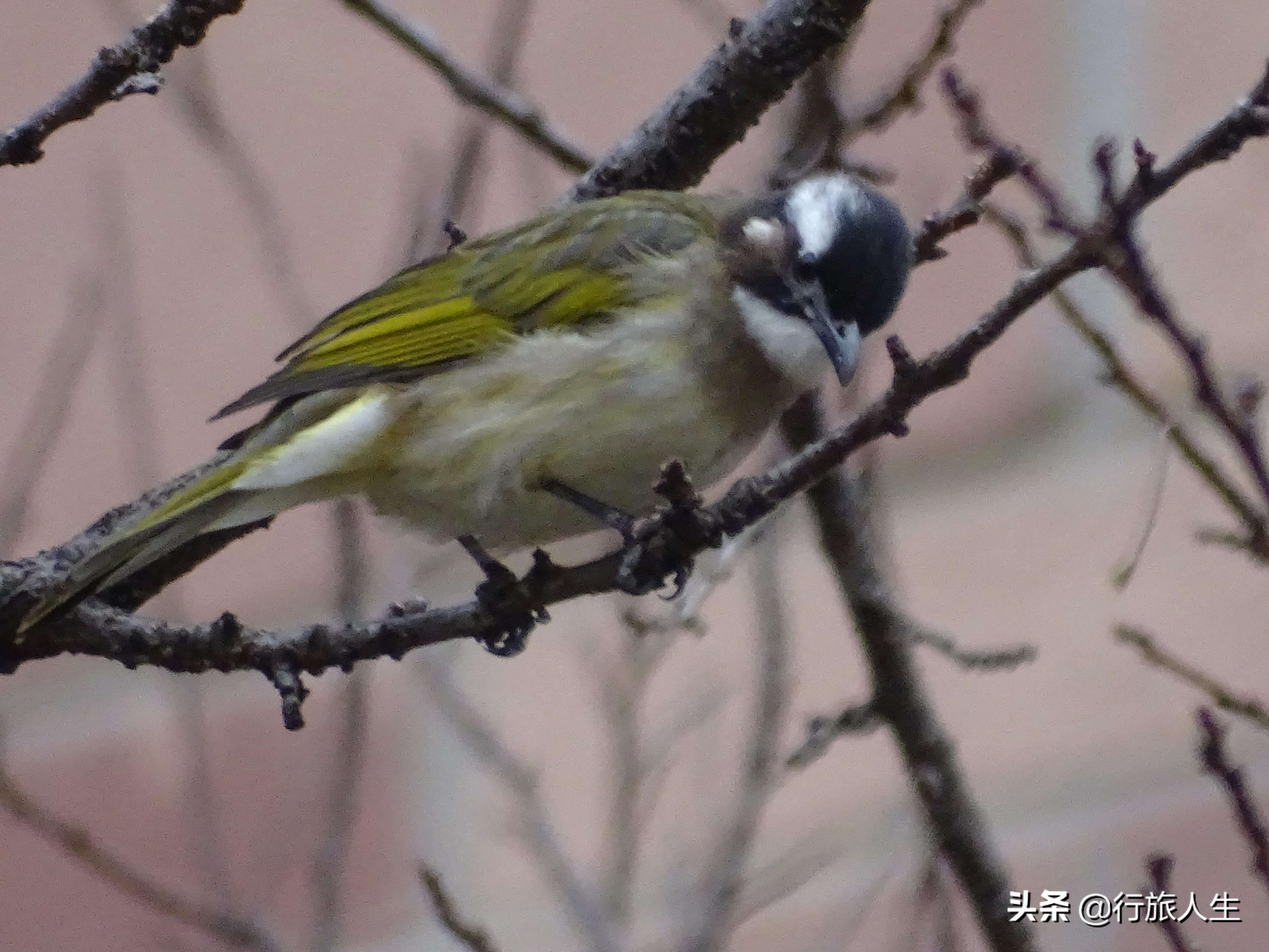 冬日的鸟儿文案,冬日鸟儿在树上图片