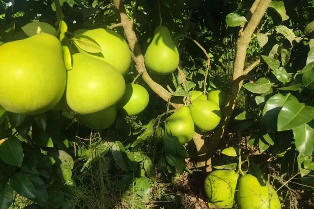 检察为民服务举措,安岳检察的微博视频